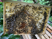 [Obrázky: 01-F770-EA-EEE4-4-E7-B-A85-B-772-A6-D300334.jpg]