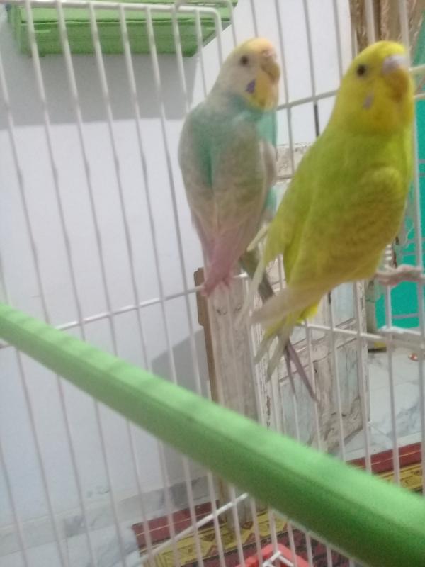 صورة