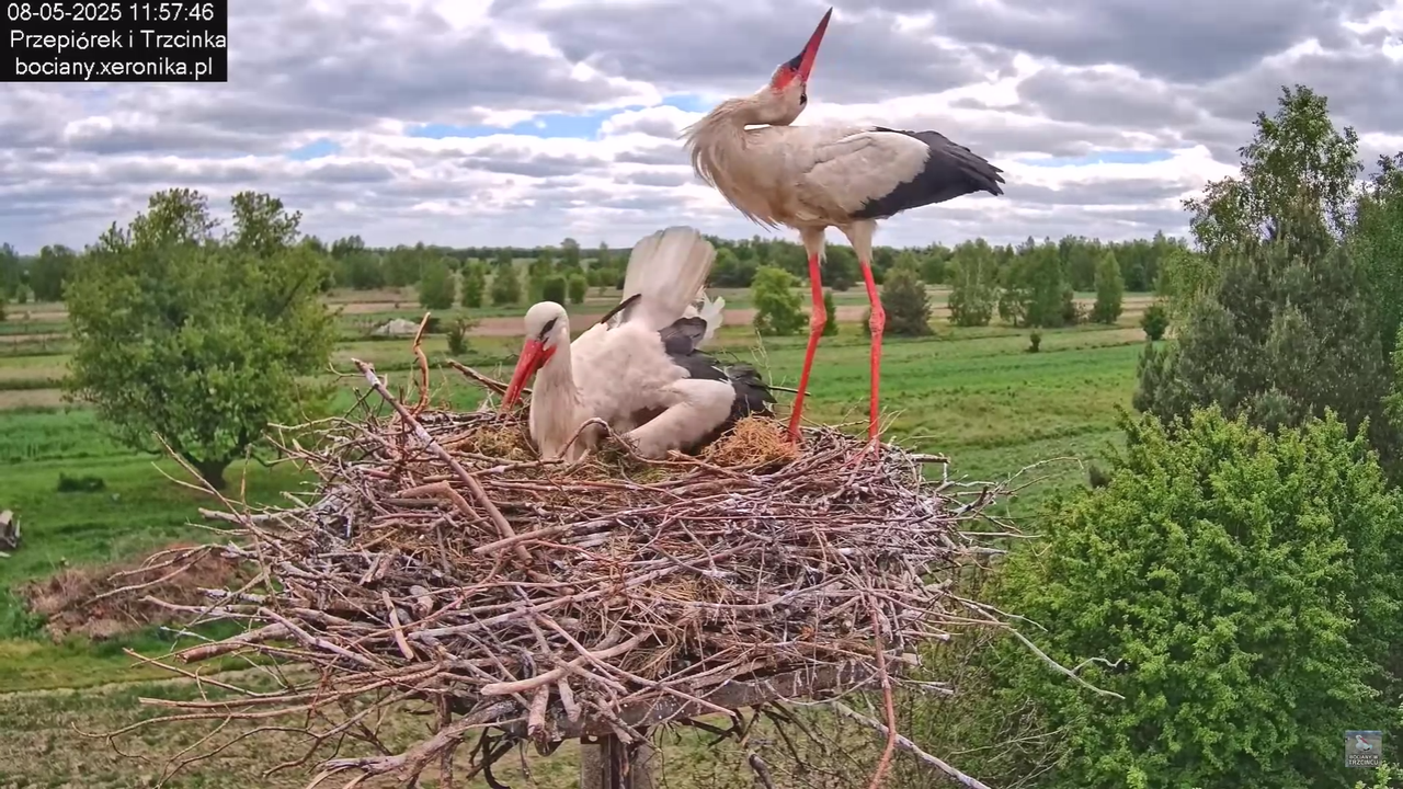 08052025bociany17