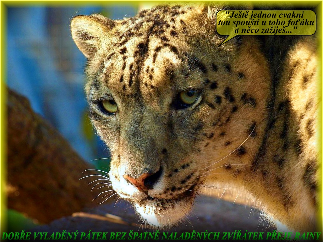 snow-leopard-big-cat-face-predator-51093-1024x768.jpg