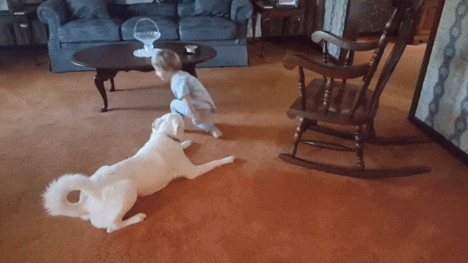Dog trying to catch its own tail gif