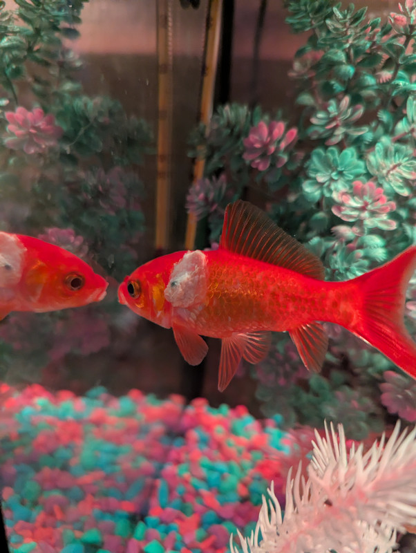 PXL_20250213_223652398