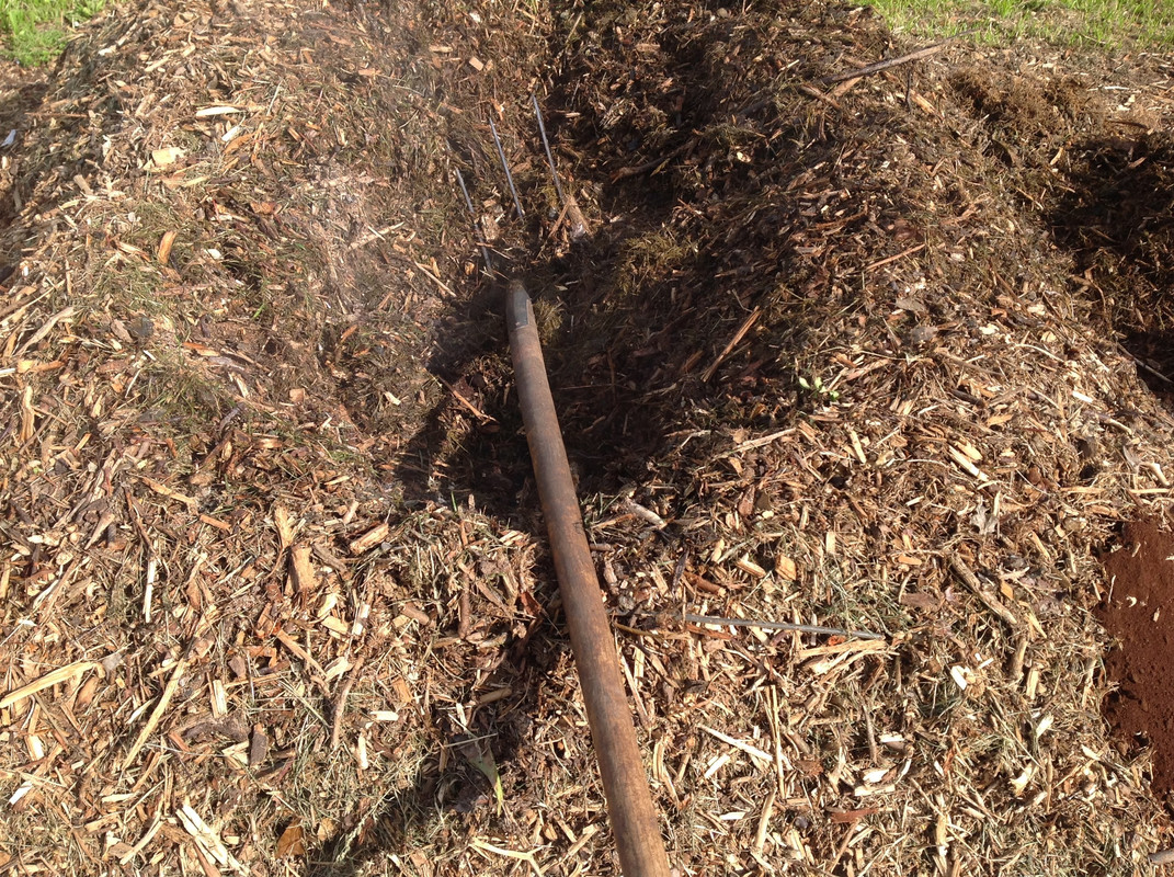 Buchsbaum ist im heissen Kompost 11. Mai 2015 (5