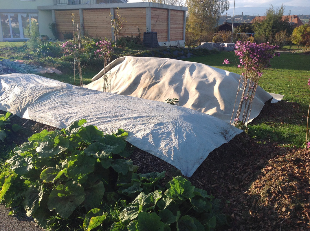 Frisch Häcksel und abdecken 24. Okt. 2015 (11)
