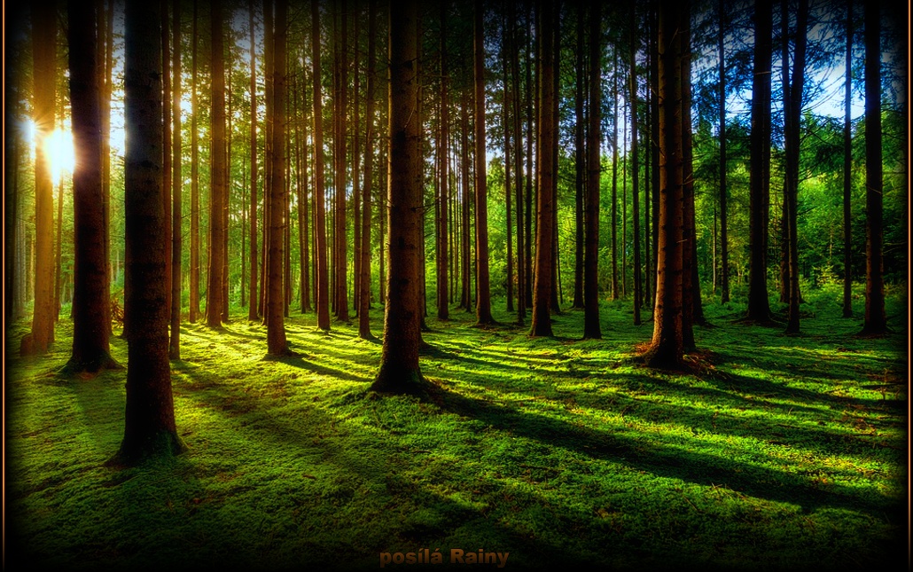 forest-5211695-960-720.jpg