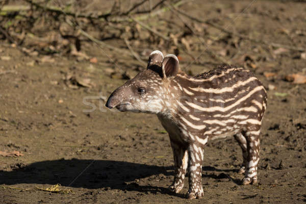 https://i.postimg.cc/Ls2t5kyv/del-amerikai-tapir.jpg