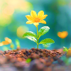 6-stock-daily-grow