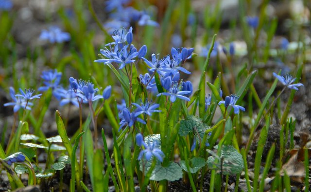 vyr-557-Scilla-bifolia-2.jpg