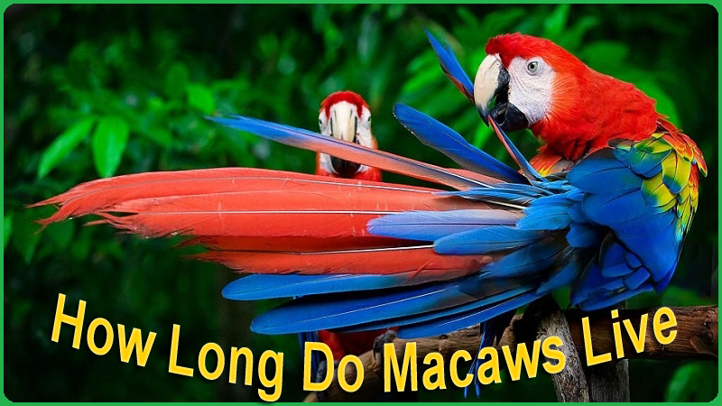 How long do macaws live