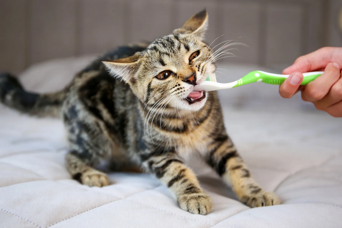¿Cómo lavar los dientes de tu gato sin que te muerda? Guía paso a paso