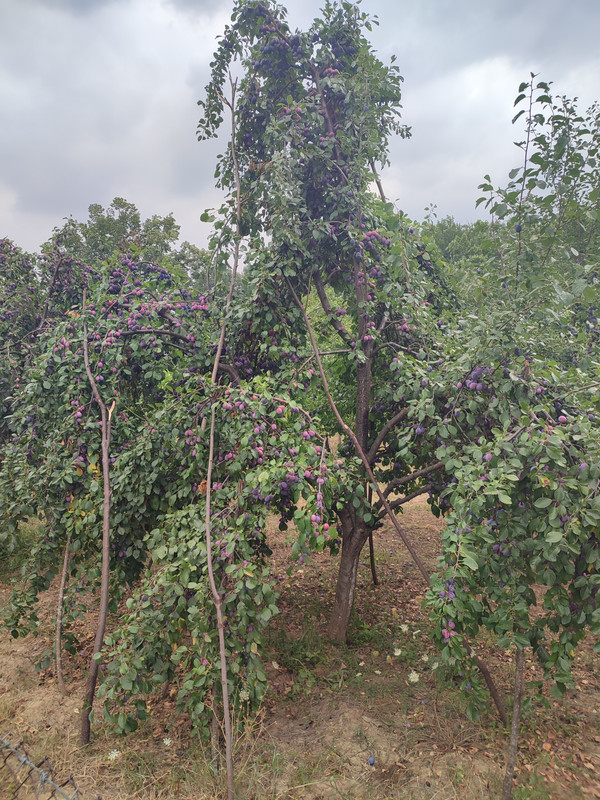 [Слика: IMG-20220810-110901.jpg]