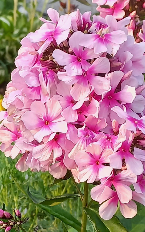 флокс6
