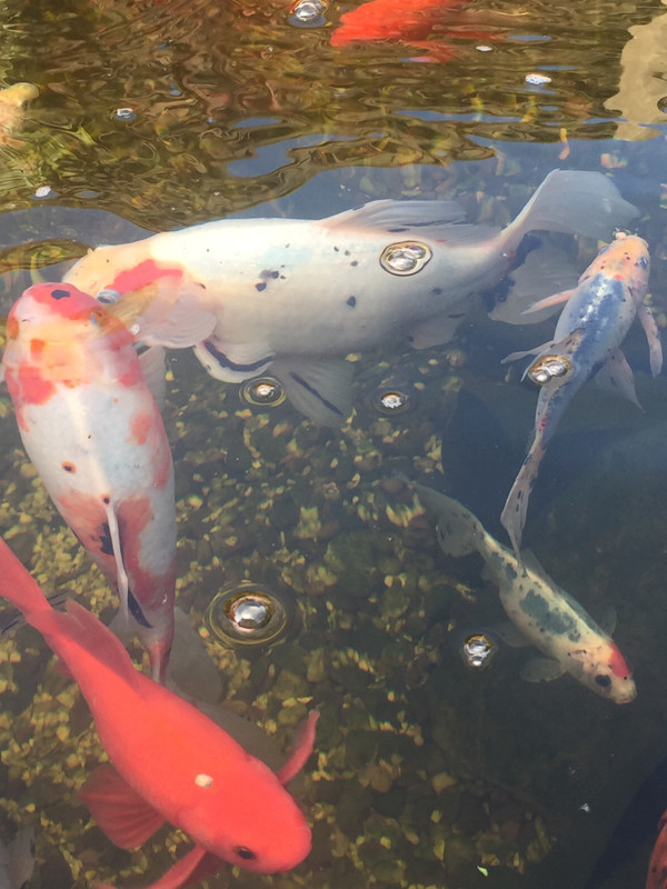 E2DBD459-9E10-4C2E-8615-F9C7BCE18FE4