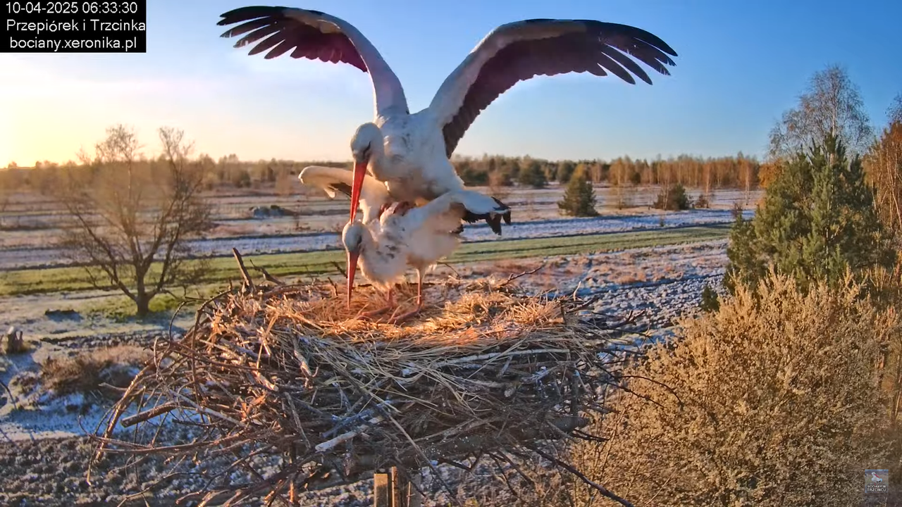 10042025bociany (18)