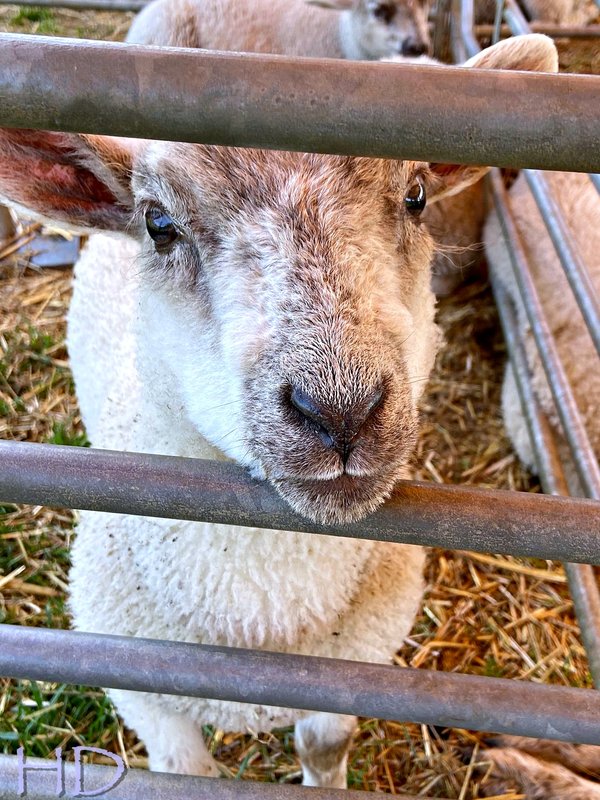 sheep-1.jpg