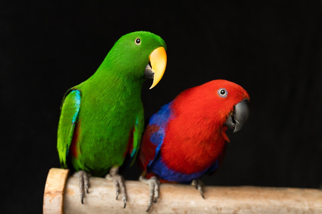 Eclectus Parrots, Arizona Exotics
