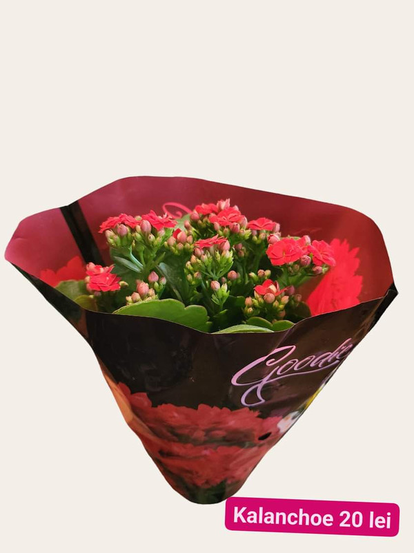 Kalanchoe