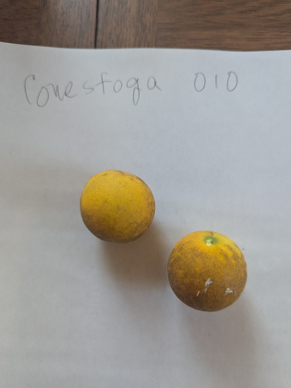 PXL_20251008_183627570