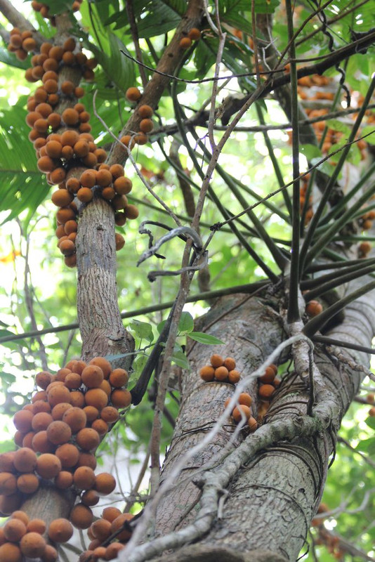 sapoticaba-3