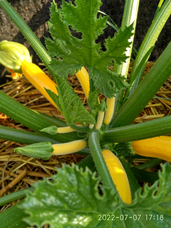 IMG_20220707_171855_HDR ( Ангелина F1)