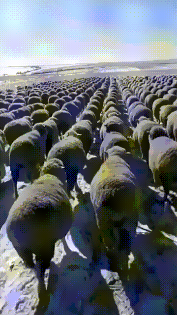 sheep-on-drugs.gif