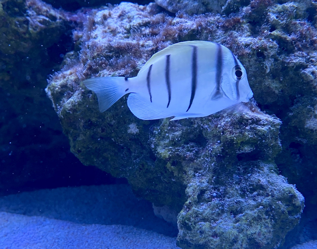 CA471740-37EB-4A06-B947-48C944037F1A