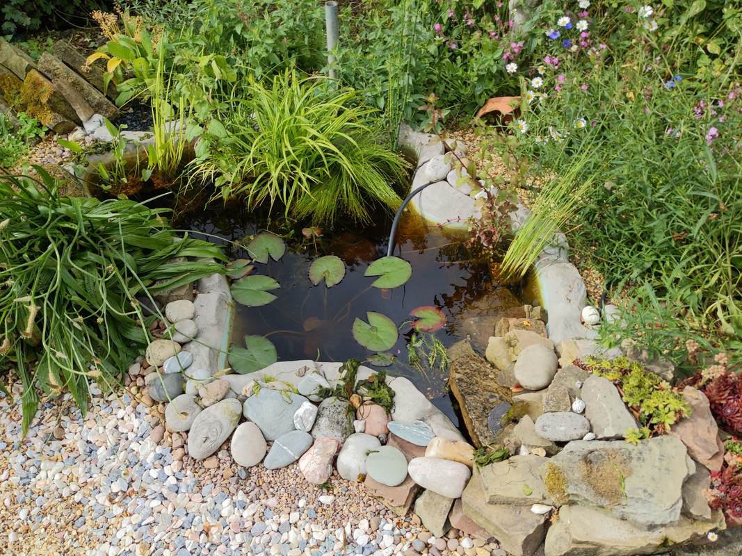 Is this Blanket weed? Wildlife Ponds Forum Pond Life