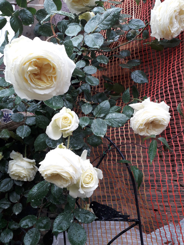 20190524_092006
