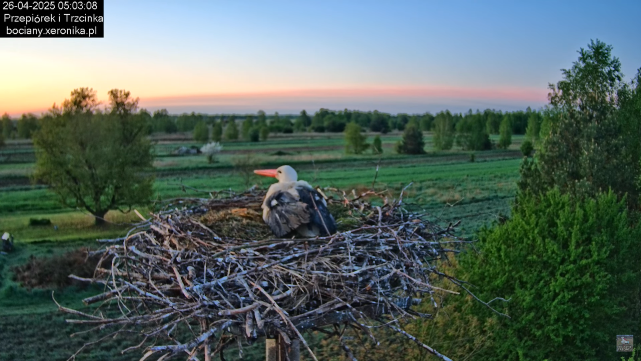 26042025bociany1