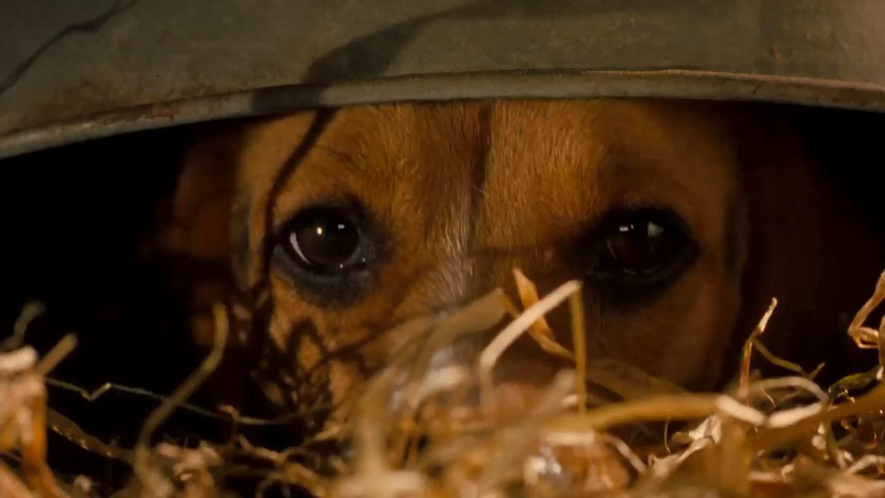 Cats & Dogs 2001 BluRay [Hindi + Tamil + English] 480p 720p ESub Screenshot