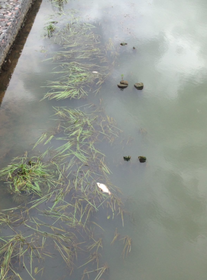 Снимок экрана 2018-07-03 в 17.29.54