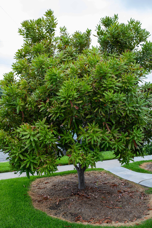 8U1A4570  Beaumont Macadamia Tree with Developing Nuts (8-10-23)