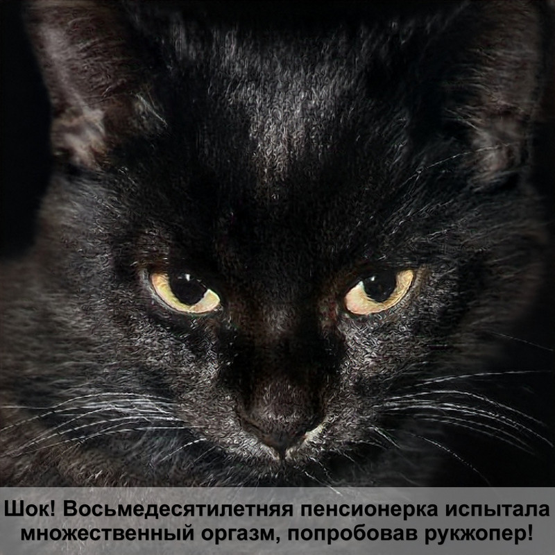 кошка очень худая