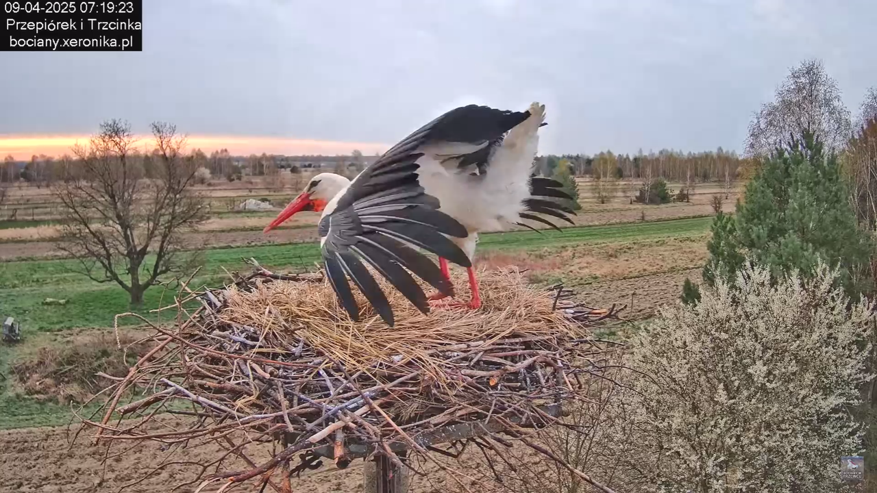 09042025bociany_21