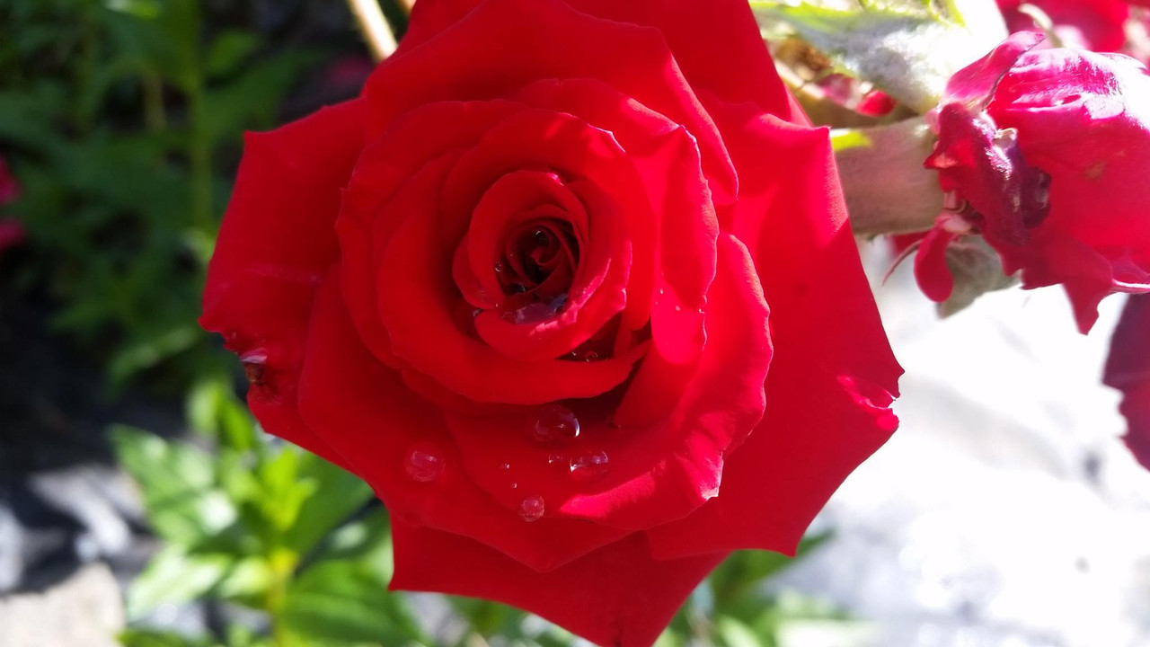 [Image: 13221374-1425640494118085-3750727478626518593-o.jpg]