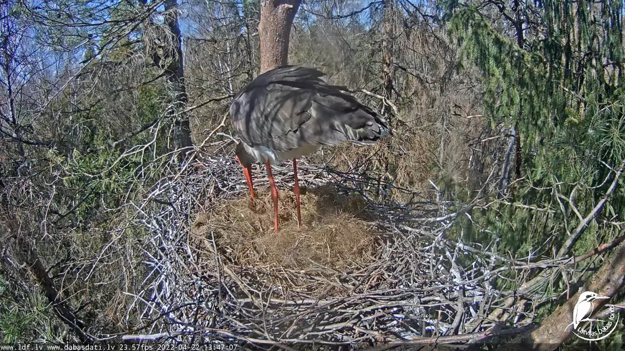 Melnais stārķis (Ciconia nigra) Siguldas novadā - LDF tiešraide 18-5-18 screenshot