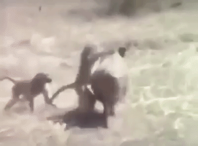 tvAUbm.gif