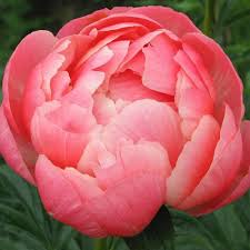 Півонія Coral Charm