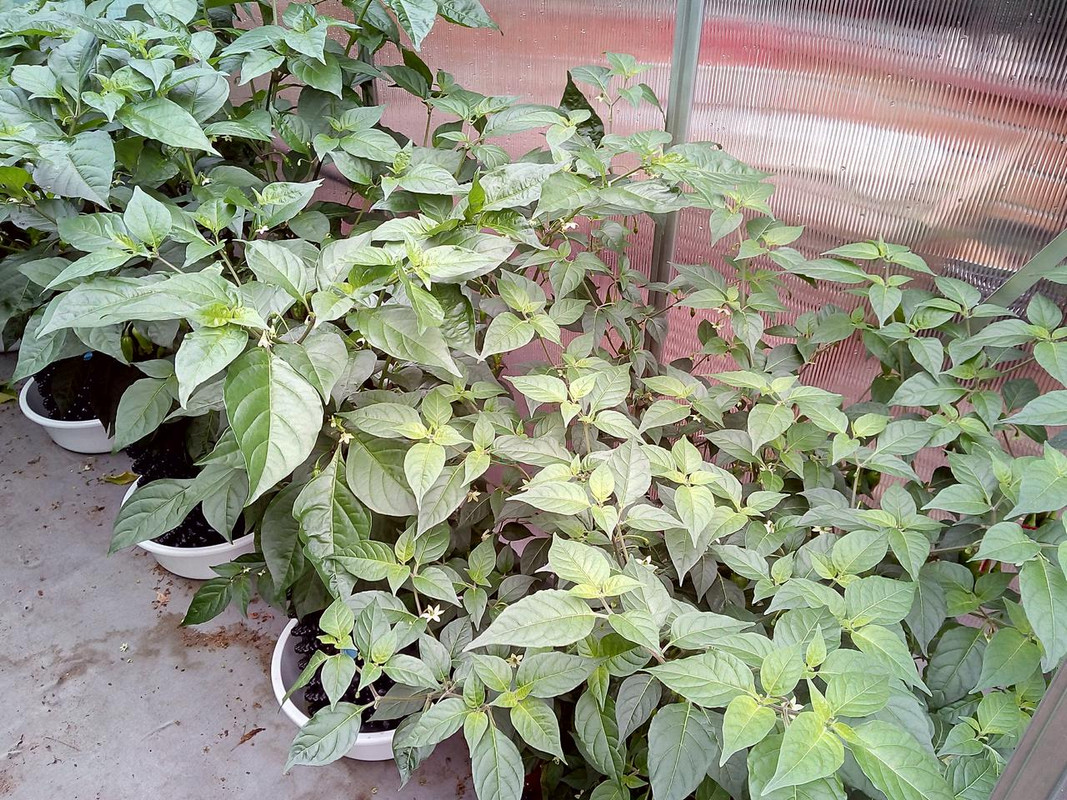 IMG_20180803_093959[1]