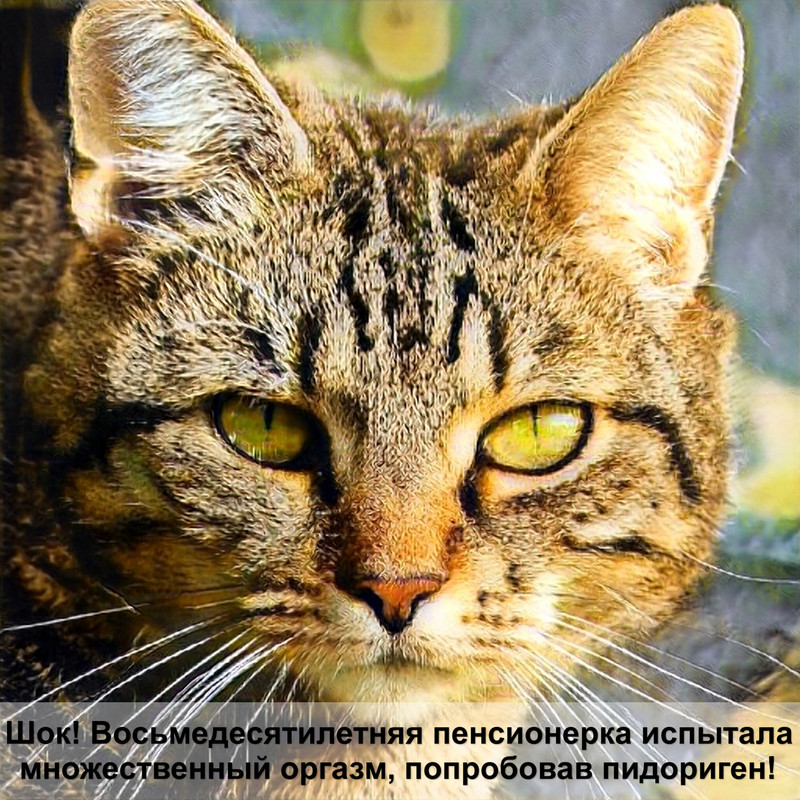 абиссинская кошка соррель