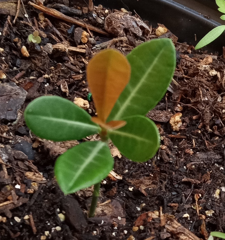 IMG_20240831_192859751~2