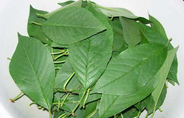 листья вишни