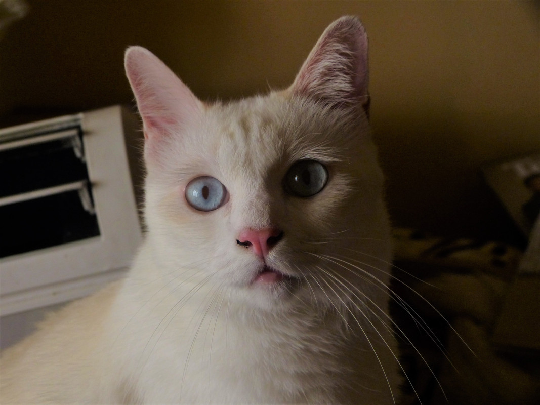 white cat