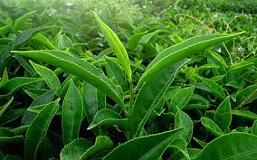 Green Tea