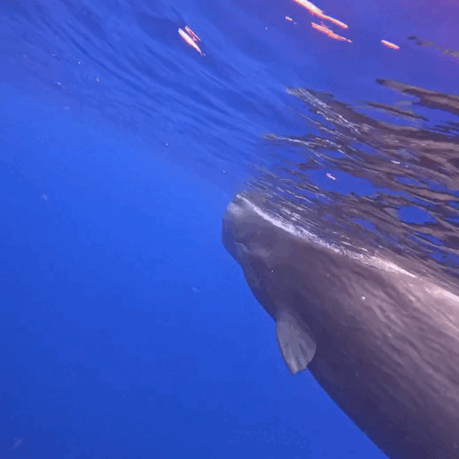 10000000_367682932364780_2214868609268699573_n (1)