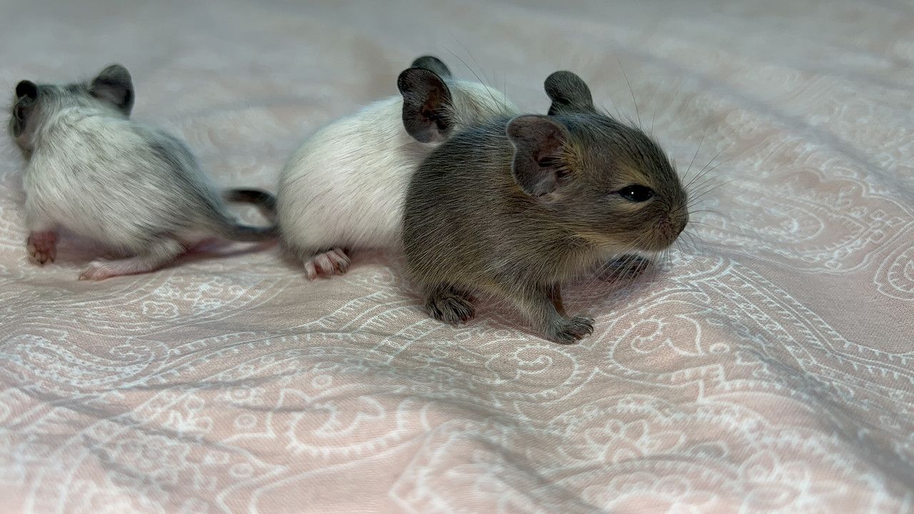 F7C24693-3836-4E11-A0DC-F54D4BC79DB2