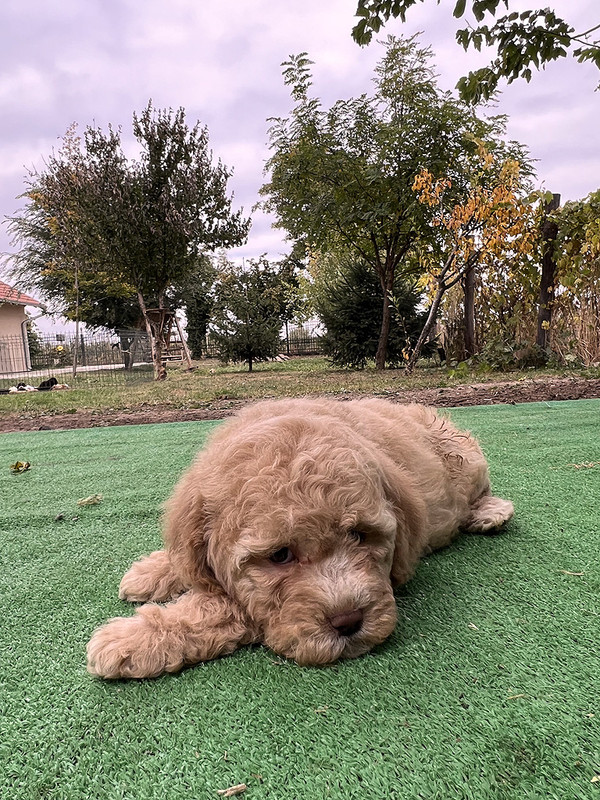 Lagotto Romagnolo female puppy for sale – Ideal Dale Elita – 48 days old – photo 4 – orange coat