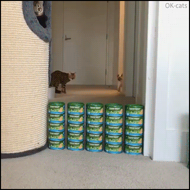 Level-up-Challenge-And-now-it-s-time-to-conquer-the-Great-wall-of-tuna.gif