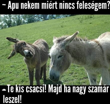 https://i.postimg.cc/LsN6w9RG/apu-nekem-miert.jpg