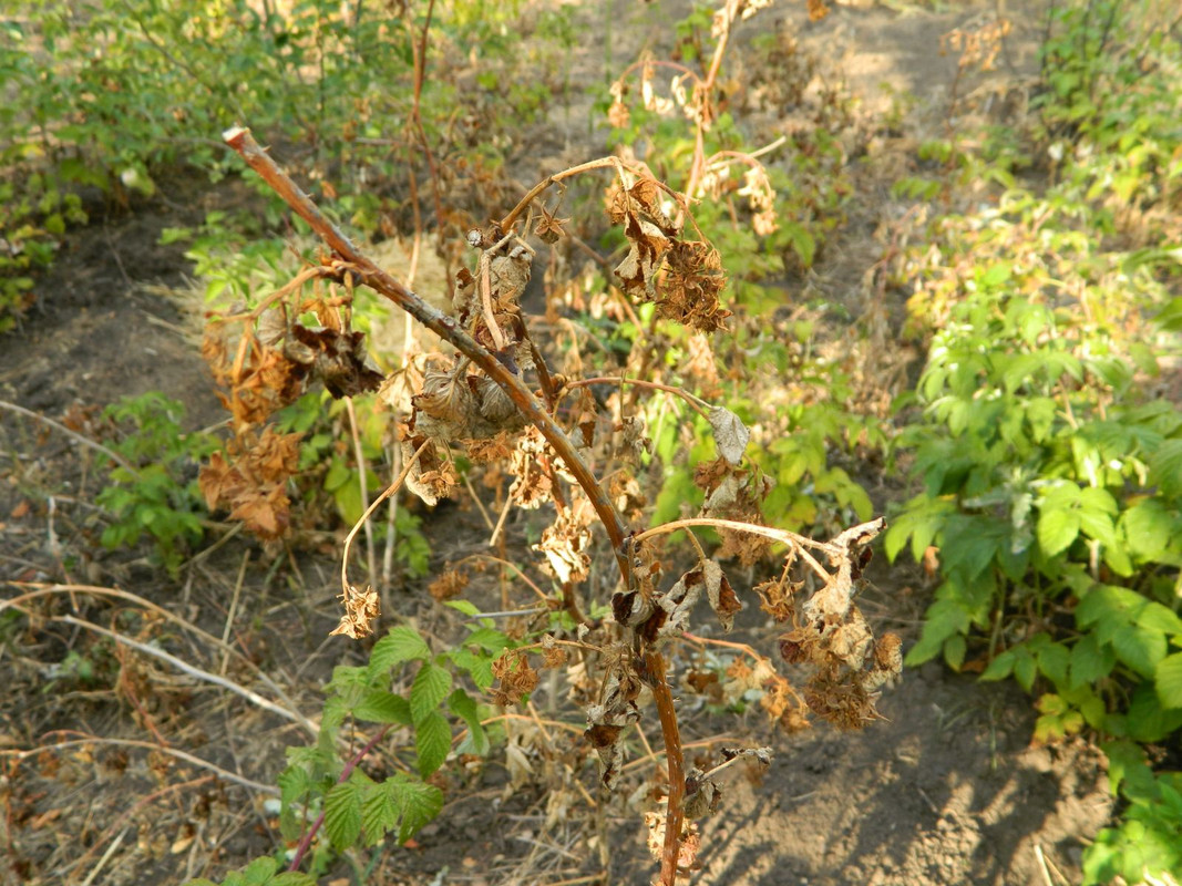 00_болезнь_хим. ожог